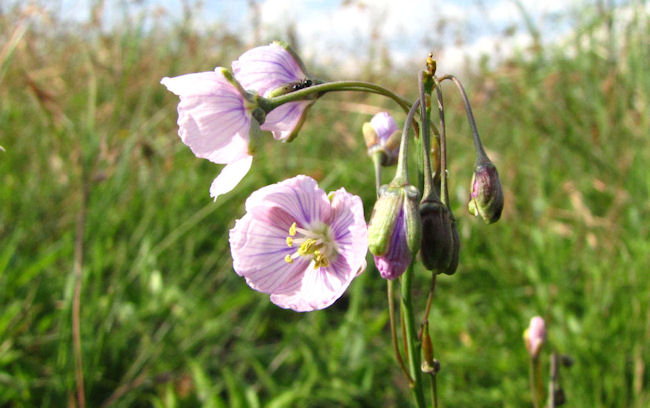 Heliophila rifidiuscula